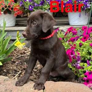 Blair, Chocolate Labrador Retriever Puppy